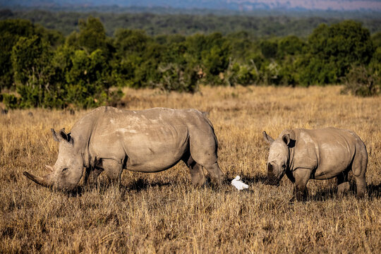 Breitmaulnashorn mit Kalb