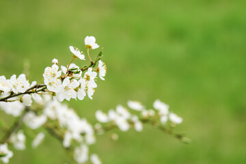 blooming with small white flowers, a delicate aerial branch on a natural green background