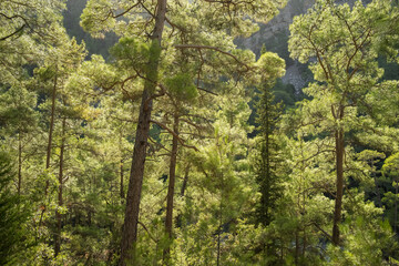 Fototapeta na wymiar Beautiful pine forest with backlight in mountains.