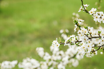 blooming with small white flowers, a delicate aerial branch on a natural green background