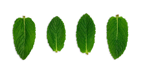 Set fresh mint's leafs isolated on white background. Top view.