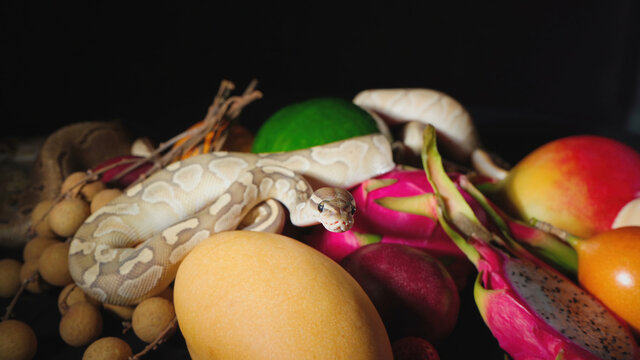 Photo of exotic fruits and ball pythons