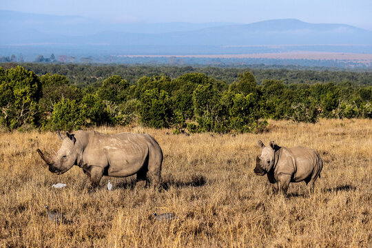 Breitmaulnashorn mit Kalb