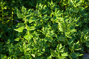 fresh spinach in the garden