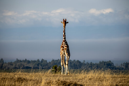 Giraffe Kenia
