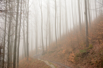 A path in the forest between trees in the fog