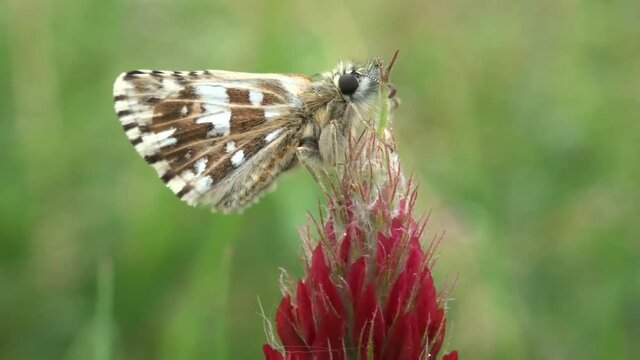 Carcharodus boeticus