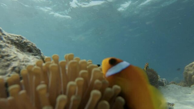 Anemonenfische verstecken sich in einer Prachtanemone