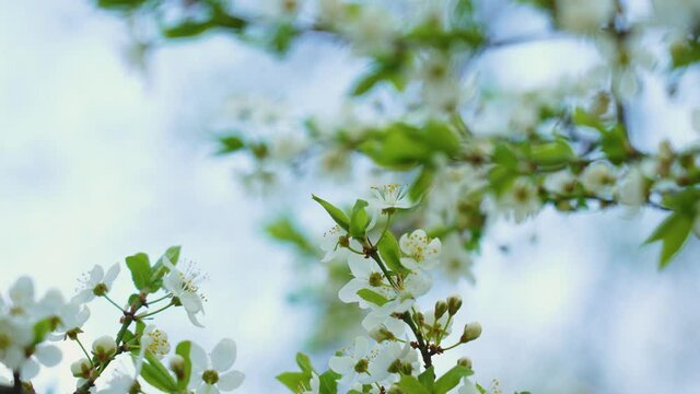 Spring or summer clear sunny blue sky with soft morning sunlight and natural bokeh of defocused blooming with white delicate flowers branches of fruit trees growing outdoors. Abstract 4k background