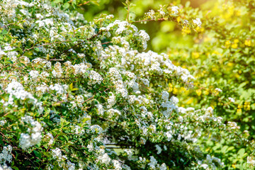 Spirea bushes bloom in the spring in May
