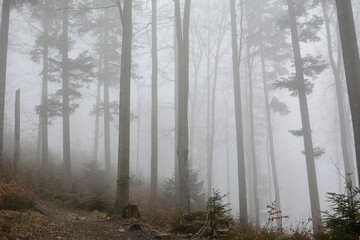 Fototapeta na wymiar Trees in a mountain forest in the fog