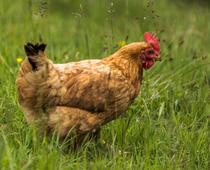Poule en liberté aux Houches, Haute-Savoie, France
