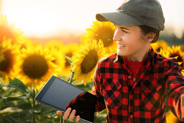 Farmer with tablet in sunflowers field