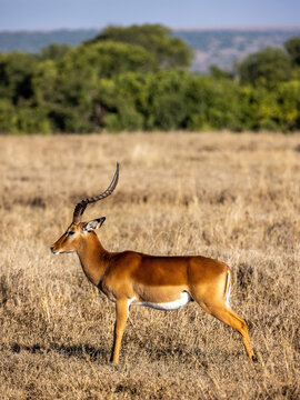 Impala M&auml;nnchen auf der Hut