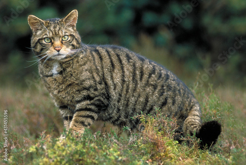 Felis Silvestris Chat Sauvage Male Parc Naturel Regional Des Vosges Du Nord France Wall Mural Brimeux