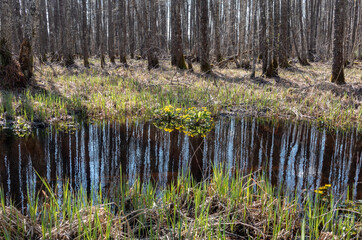 trees reflection in the swamp with Marsh-marigold