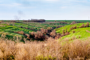 View of the ravine, on a sunny day, thickets in the foreground