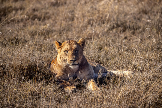 Wilde L&ouml;win Kenia