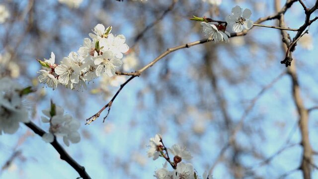 Blossoming apricot branch in early spring. Sunny day