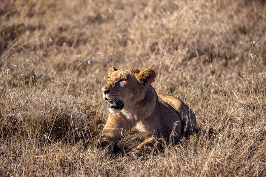Wilde L&ouml;win Kenia
