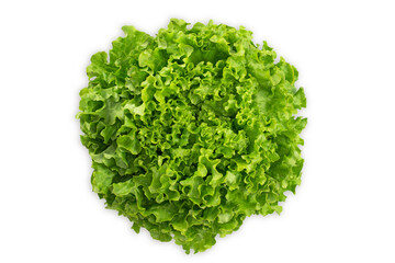Obraz na płótnie Canvas Juicy leaves of lettuce isolated on white background. Fresh lolo salad.