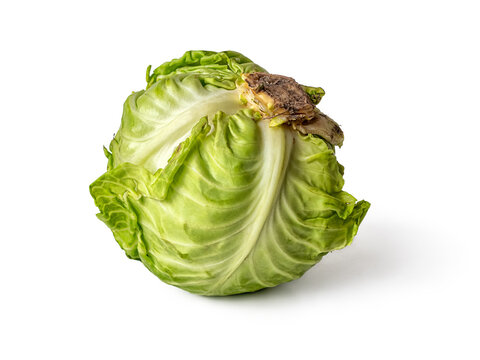 Cabbage head isolated on a white background