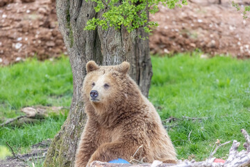 brown bear in the woods