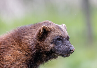 Fototapeta premium wolverine on a log