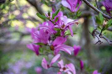 Fototapeta na wymiar Abstract closeup of magnolia flowers bokeh background