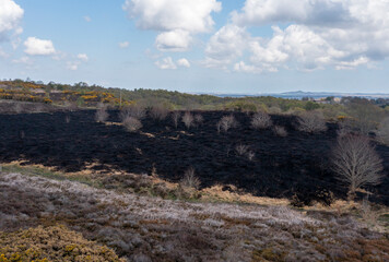 Drone view of recent arson attack at Waldridge Fell. Site of Special Scientific Interest in County Durham. Scorched black heather and gorse bushes after large heath fire.