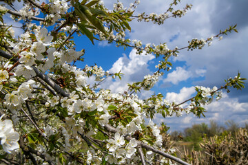 Cherry blossoms in the garden in early spring.