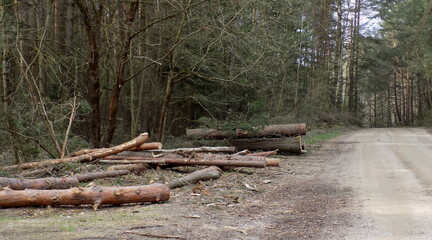 Logs at the edge of the forest. Forest after logging. Deforestation.