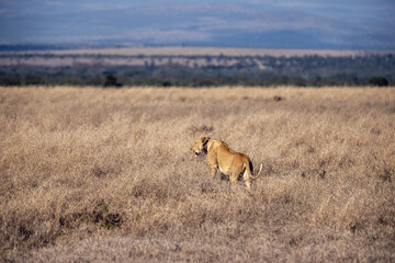 Wilde Löwin Kenia