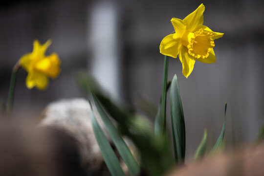 Spring narcissus in the garden