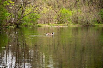 Canada Goose swims across and idyllic green nature scene in a woodland lake