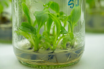 Researchers are examining aquatic plants in a tissue culture room. To be sold in the market.
Plant tissue culture is a techniques used to grow plant cells under sterile conditions