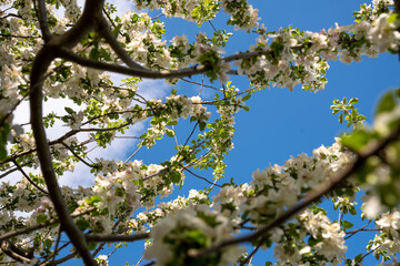 Low angle view of blue sky through flowering apple tree branches