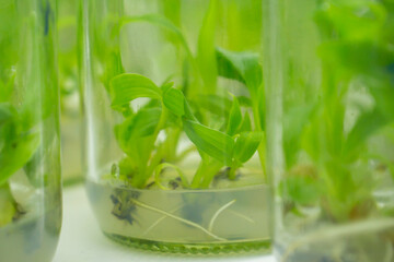 Researchers are examining aquatic plants in a tissue culture room. To be sold in the market.
Plant tissue culture is a techniques used to grow plant cells under sterile conditions