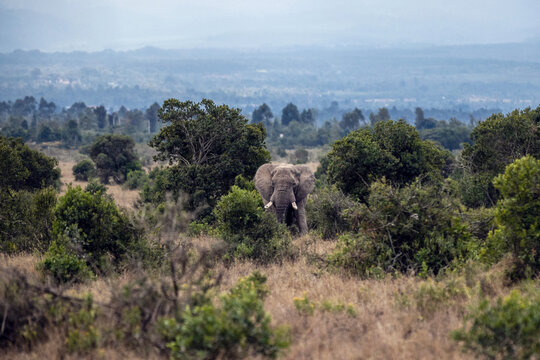Afrikanischer Elefant
