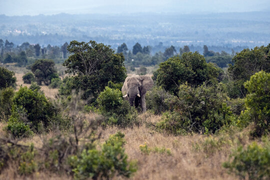 Afrikanischer Elefant