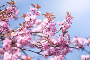 Spring flowering. Romantic spring mood. Cherry blossom. Pink sakura tree. 
