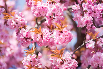 Japanese sakura flowers close-up. Pink flowers on a tree. Spring flowers, beautiful nature blooming.  
