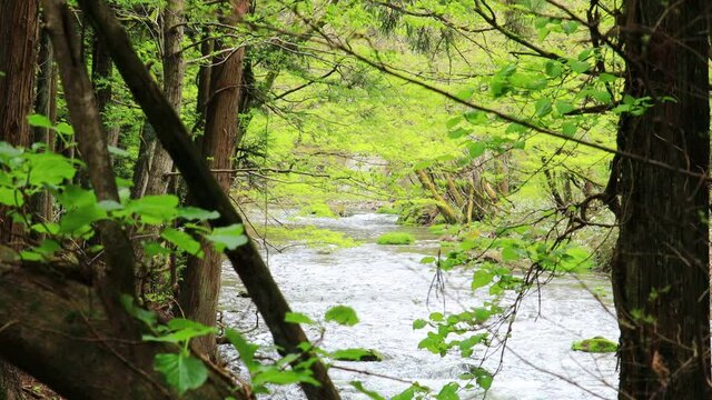 春の渓流と新緑　森林