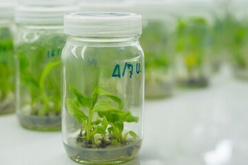 Researchers are examining aquatic plants in a tissue culture room. To be sold in the market.
Plant tissue culture is a techniques used to grow plant cells under sterile conditions