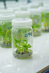 Researchers are examining aquatic plants in a tissue culture room. To be sold in the market.
Plant tissue culture is a techniques used to grow plant cells under sterile conditions