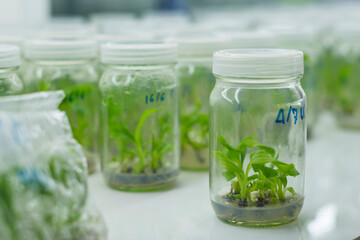 Researchers are examining aquatic plants in a tissue culture room. To be sold in the market.
Plant tissue culture is a techniques used to grow plant cells under sterile conditions