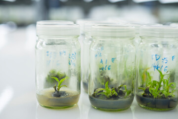 Researchers are examining aquatic plants in a tissue culture room. To be sold in the market.
Plant tissue culture is a techniques used to grow plant cells under sterile conditions