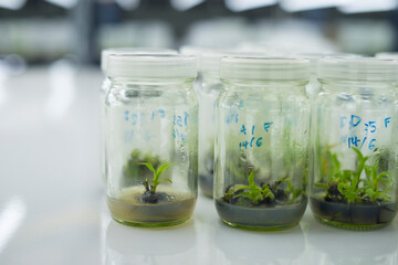 Researchers are examining aquatic plants in a tissue culture room. To be sold in the market.
Plant tissue culture is a techniques used to grow plant cells under sterile conditions