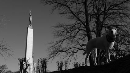 Fototapeta premium Black and white photo of a white mongrel standing in front of the Freedom Monument in Riga