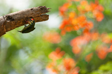 A barbet select tree cavity for their nest.